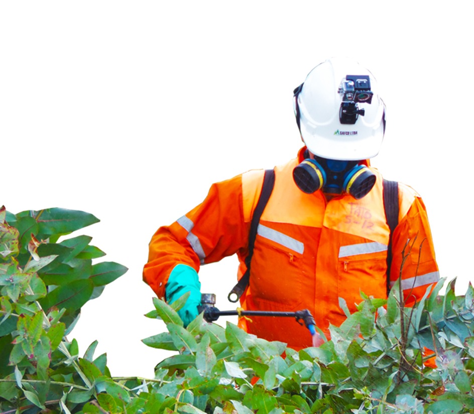 Silvicultura - Plantación y manejo forestal